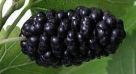 Russian Black Mulberry tree seedling fruit very hardy edible berry LIVE ... - £29.49 GBP