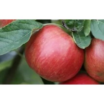 25+ Idared Apple Seeds – Grow Sweet, Crisp Apples in Your Garden - $16.50