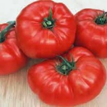 100 Seeds Tomato Beefsteak Quick Bloom Heirloom Seeds Enjoy Beauty - £6.45 GBP