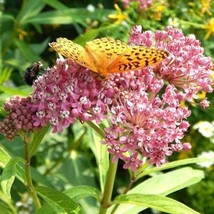 SHIP FROM US 140 Rose Milkweed Seeds or Pink Swamp Butterfly Weed, ZG09 - £14.99 GBP