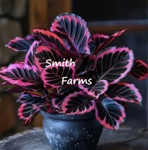 25 Seeds Pink Tip Calathea Couture Flower Indoor Or Outdoor Beautiful Plant From - $10.25