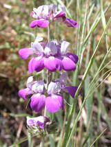 Chinese Houses Easy To Grow Lavender White Flower 110 Seeds Fresh Seeds USA - £4.85 GBP