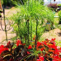 Cyperus Papyrus Papyrus Paper Reed 20 Flower Seeds Gardening USA SELLER - £8.79 GBP