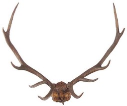 Antlers Sculpture MOUNTAIN Lodge Oak Leaf Design Mounting Plaque Deer Chocolate - £558.74 GBP