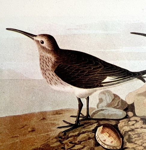 Red Back Sandpiper Bird 1946 Color Art Print John James Audubon Nature D... - $29.99