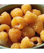 3 Raspberry Plants Anne Yellow Super Sweet (3 Large 1 Year Old Dormant B... - $68.99