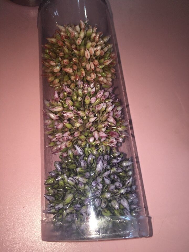 ZA730-BL/LV 2.5” Allium Orb 3 Ea/ Box