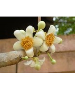 Dried Mammea siamensis: Fragrant Thai Herb for Skin Health and Beauty 100 g - $29.70