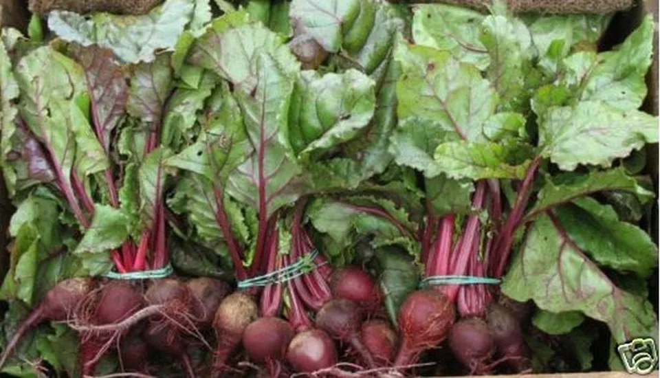 100 Seeds Beets Early Wonder Flower - $9.82
