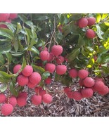 Litchi Lychee Trees (Different Varieties). 4 Years Old, Grafted. - £188.71 GBP