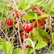 Organic Strawberry Seed Mix - 20 Creamy &amp; Green Strawberry Seeds, Perfect for DI - £5.88 GBP