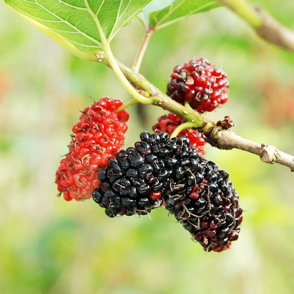 12 Mulberry Tree Cuttings Unrooted for Rooting and Grafting - $21.59