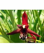 Maxiliaria Tenuifolia Red Orchid NBS mounted on a cedar shingle - not in... - €30,14 EUR