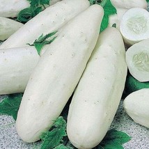 HS  25 Seeds White Wonder Cucumbers HSirloom Cucks Vegetable Garden Planting - £3.40 GBP