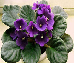 200 seeds african violet seed, garden flowers seeds Violet Seeds - $11.18