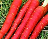 Atomic Red Carrot Seeds 200 Seeds Non-Gmo Fast Shipping - $7.99