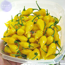 Chili Habanero Lemon Hot Pepper Seeds 15 Seeds - $7.99