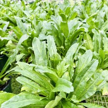 FROM US Live Plant Herb Eryngium foetidum (Long Coriander / Culantro) TP15 - £45.19 GBP