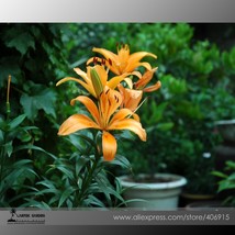 50 Seeds Lilium Lily Flower Fragrant Flower O Fresh Seeds for Planting - $11.99