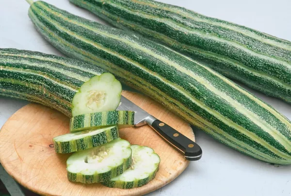 50 Organic Heirloom Striped Armenian Cucumber Seeds Tasty Fresh Seeds - £8.99 GBP