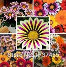 US Seller 5Pcs Lucky Gazania Splendens Seeds Mixed Flowers Fast Shipping - £10.96 GBP