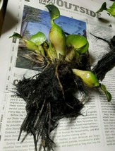 Water Hyacinth Plants for KOI ponds and Fish Tanks (Size Options) - €5,13 EUR+