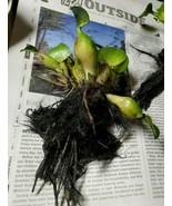 Water Hyacinth Plants for KOI ponds and Fish Tanks (Size Options) - €5,15 EUR+