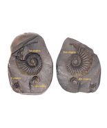Raro Laxmi Narayan Shaligram - Río Gandaki Nepal - €427,67 EUR
