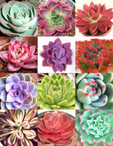 COLOR ECHEVERIA mix, rare exotic succulent HEN &amp; CHICKS flowering seed 100 seeds - £11.06 GBP