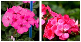 30 Seeds Geranium Seeds - Horizon Neon Rose International Ship - £17.30 GBP