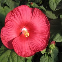 15 Hibiscus Seeds Luna Red Hardy Hibiscus Perennial Seeds Flower Seeds Flowers F - £18.09 GBP