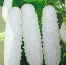 100pcs White Cucumber Seeds Cucumis Sativus Vegetable Fruit Home Garden ... - $7.55