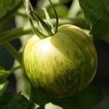 USA SELLER Green Zebra Tomato Seeds Free Shipping - $16.48