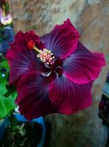 Patb Black Dragon Small Rooted Tropical Hibiscus Starter Plant Bare Root - £33.33 GBP