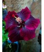 PATB BLACK DRAGON SMALL Rooted Tropical Hibiscus STARTER Plant Bare Root - £33.49 GBP