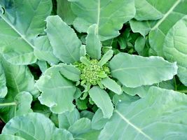 300 Green Sprouting Broccoli Seeds Vegetable Heirloom Cool Season Garden - £14.41 GBP