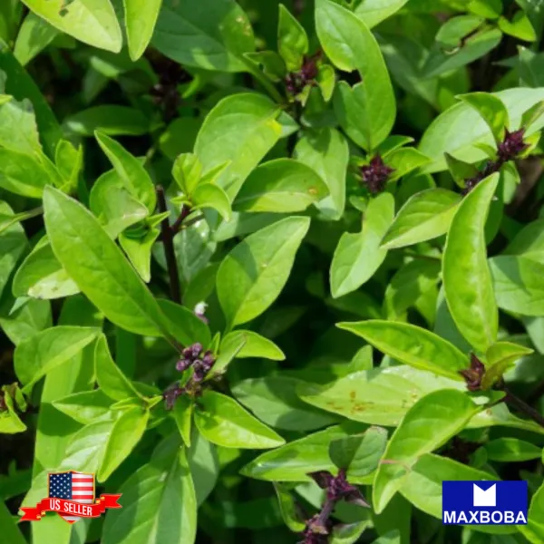 1000+ Basil Seeds Licorice Non-Gmo Heirloom Garden - $7.98