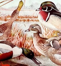 Shoveller Teal And Wood Ducks 1936 Bird Art Lithograph Color Plate Print DWU12B - £19.51 GBP