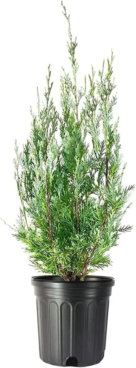 Wichita Blue Juniper Live Tree Juniperus Scopulorum - £53.44 GBP