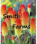 SYR 25 Seeds Red Poker Flowers Kniphofia Uvaria Fast Growing - €11,65 EUR