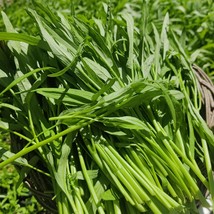 Water Spinach Seed Rau Muong La Tre Kangkong Seeds Kong Xin Cai Water Morning Gl - $7.98