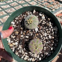 Seeds USA Seller Euphorbia Obesa - Seeds Grown Male And Female Pair - $90.00