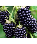 50 Blackberry Seeds Fruit 2024 Harvest Non Gmo - $11.85