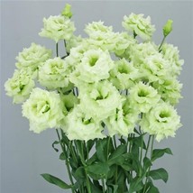 Lisianthus Seeds Lisianthus Celeb 2 Mint Green 25 Pelleted Seeds - £20.43 GBP