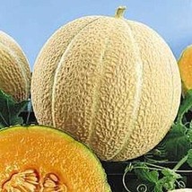 USA Seller Hearts Of Gold Cantaloupe Melon Seeds Fast Shipping - $14.24