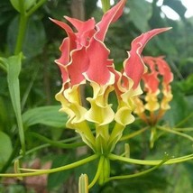 New Fresh Seeds Gloriosa Superba Tiger Claw Fire Or Creeping Lily 20 Seeds - $22.90