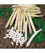 PSA 35 Cocagne Bush Bean Seeds Fast Growing - €11,62 EUR PSA 35 Cocagne Bush Bean Seeds Fast Growing - €11,62 EUR