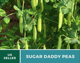 20 Seeds Sugar Daddy Peas Seeds Pisum sativum Heirloom Vegetable Non-GMO - $19.73