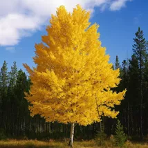 5 Quaking Aspen Populus Tremuloides Tree Seeds For Planting - $13.95