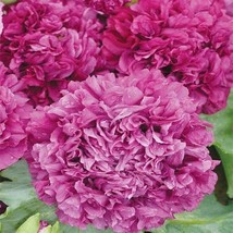 Peony- Purple- 100 Seeds Fresh Garden Usa Seller - £8.11 GBP